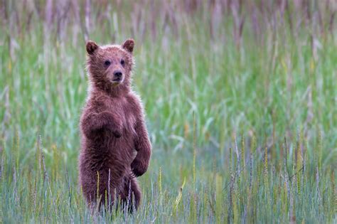 Grizzly Cub Standing In Tall Grass Fine Art Photo Print | Photos by ...