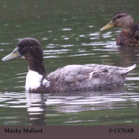 Manky Mallard (Anas platyrhynchos) - North American Domesticated Ducks - Birds of North America