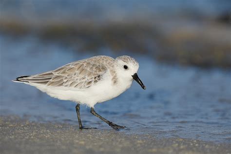 Sandpiper Photography Tips. And Very Glad That I Micro-adjusted/Part II: Eye-skin Lashes ...