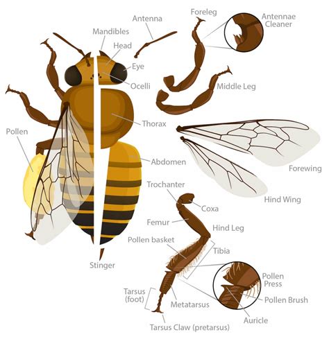 Understanding How Honey Bees Fly | Beekeeping Learning Center | Dadant ...