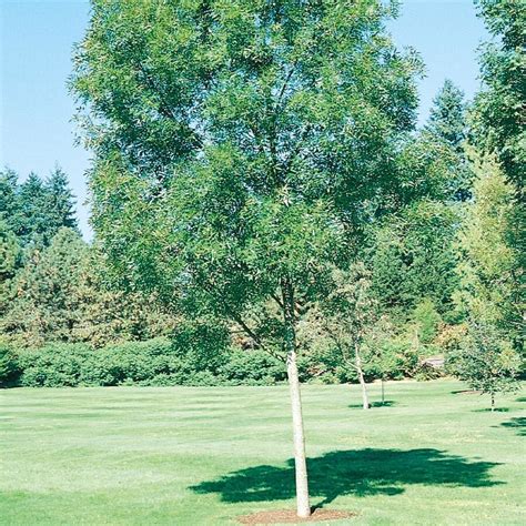 Shop 8.75-Gallon Raywood Ash Shade Tree (L3493) at Lowes.com