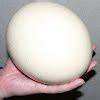 Ostrich egg Actual Size Image