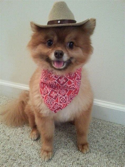 Pomeranian Chester in Halloween cowboy costume | Dog costumes, Cowboy ...