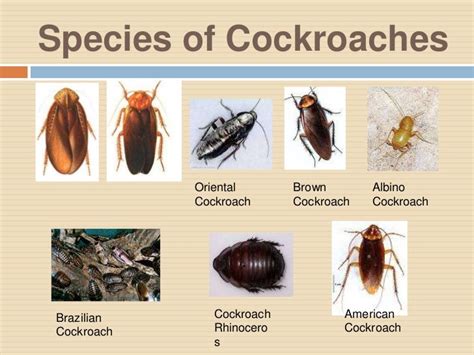 Life cycle of cockroach