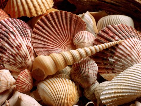 HD Wallpapers: Sea Shells Wallpapers