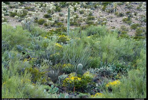 » Sonoran Desert National Monument Guide - from QT Luong's Blog