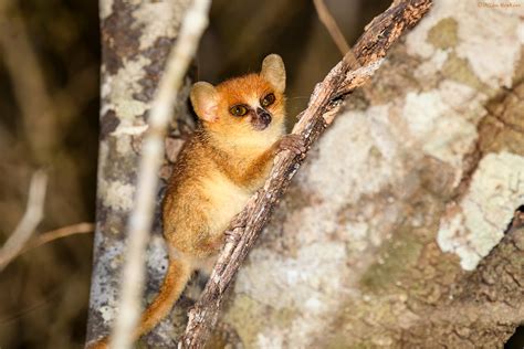 Madame Berthe's Mouse Lemur (Microcebus berthae) - a photo on Flickriver