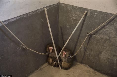 Inside the Chinese farms where monkeys are taught to perform for tourists | Daily Mail Online