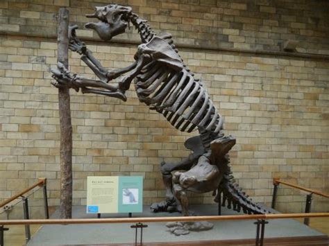 Giant Ground Sloth (Megatherium) Facts, Habitat, Diet, Fossils, Pictures