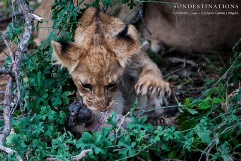 The Week in Pictures : Lion Cubs and Pouncing Predators