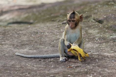 Portrait Of Cute Baby Monkey Eating Banana Stock Photo - Image: 60404850