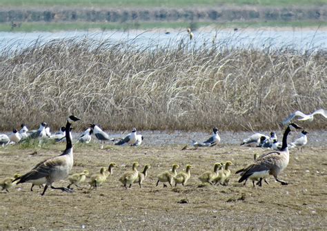 Goose-stepping | Robert Pruner | Flickr