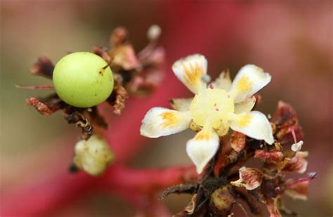 How Pollinators Make Mangoes! – Discover Pollinators