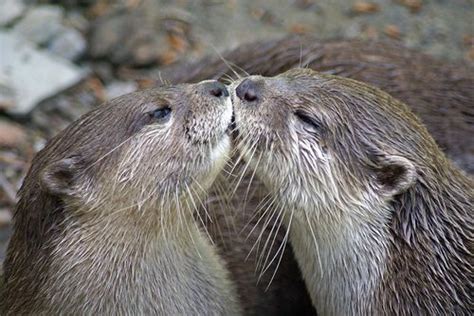 otter kisses | otter kiss | Animals kissing, Otters, Cute animals kissing