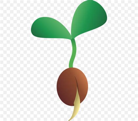 Seedling Seed Plants Clip Art, PNG, 452x720px, Seed, Biology, Dormancy ...