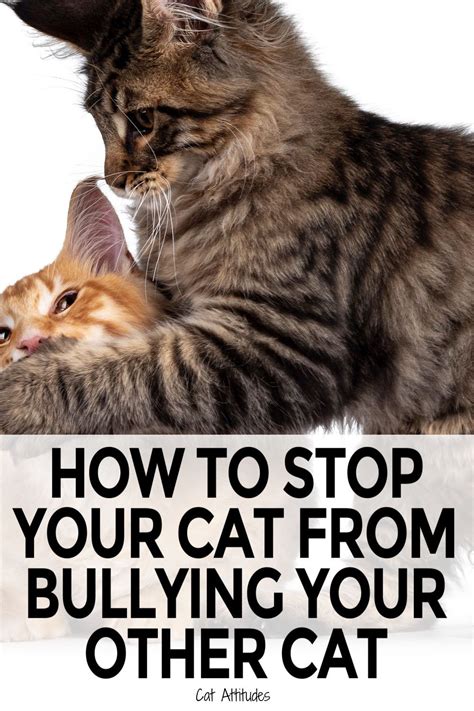 Cat Care Tips, Pet Care, Kittens And Puppies, Cats And Kittens, Cat ...