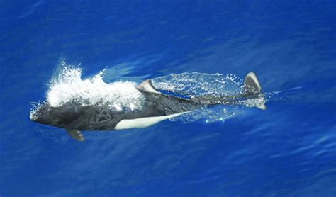 Dall's Porpoise - Phocoenoides Dalli - Kenai Fjords National Park (U.S. National Park Service)