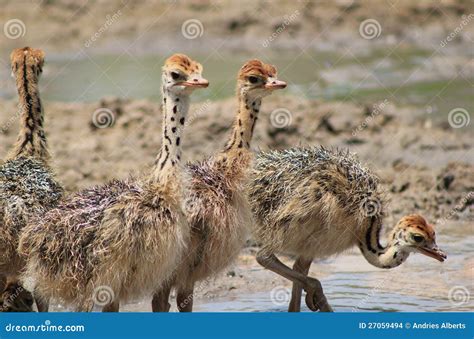 Ostrich - Baby Chicks stock photo. Image of beak, dominant - 27059494