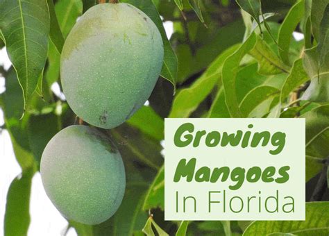 Can You Grow Mangoes in Florida? – Fl Gardening