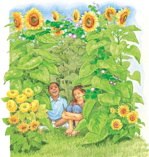 How to Grow a Sunflower House | The Old Farmer's Almanac