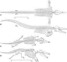 Maiacetus inuus - Viquipèdia, l'enciclopèdia lliure