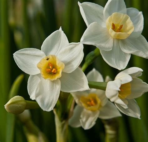 Narcissus tazetta (Paper White Narcissus, Polyanthos Narcissus, Tezetta Daffodils) | North ...