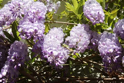 Wisteria Vine stock photo. Image of plant, bloom, blooming - 99157756