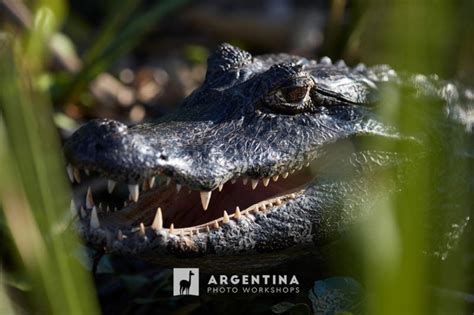 Wildlife in Argentina: 5 Best Destinations for Photography