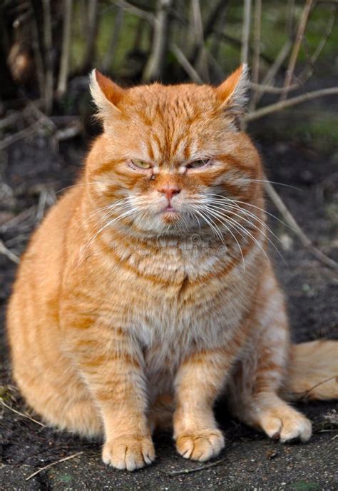 Gato de Garfield imagem de stock. Imagem de sujo, abrigo - 42147761