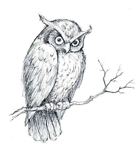 Original owl sketch by Tom Milner | Owls drawing, Owl sketch, Sketches