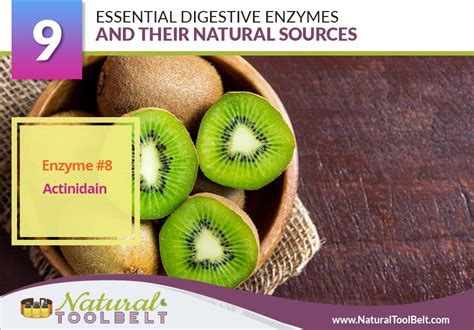 9 Essential Digestive Enzymes And Their Natural Sources - Natural Toolbelt