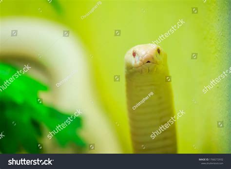 Amazing Albino Cobra Snake Wild Monocled Stock Photo 1768272932 ...