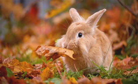 Download Depth Of Field Fall Animal Rabbit HD Wallpaper