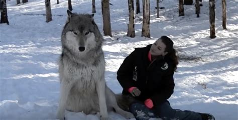 Giant Wolf Sits Down Next To This Lady But Watch The Moment When Their Eyes Meet.