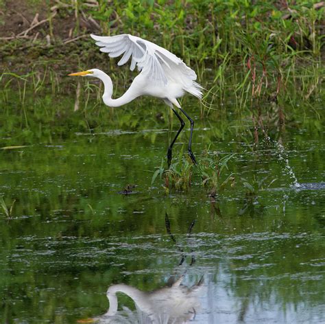 Great Egret Taking Flight - Pigeon River, Pigeon, Michigan USA - Photograph by Edward Shotwell ...