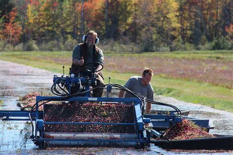 Cranberry Harvest - Muskoka Lakes Farm & Winery