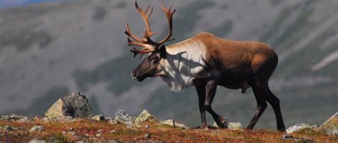 Wild Cam: Struggling caribou herd penned in by predators - The Wildlife ...