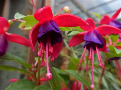 How to Take Fuchsia Cuttings — Meadowlark Journal