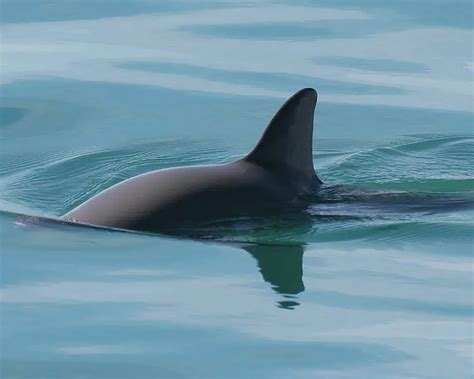 Vaquita - Facts, Diet, Habitat & Pictures on Animalia.bio