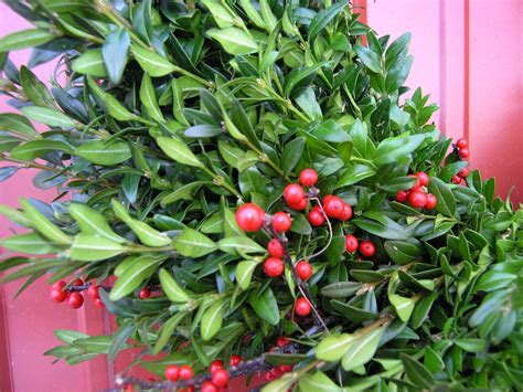 24" Boxwood and Berries Wreath | Christmas Farms