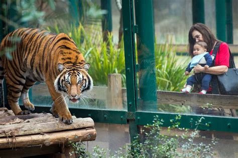 Insider's Guide to the Houston Zoo | Houston Decoded Series