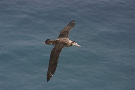 Amsterdam Albatross: Why is it Endangered?