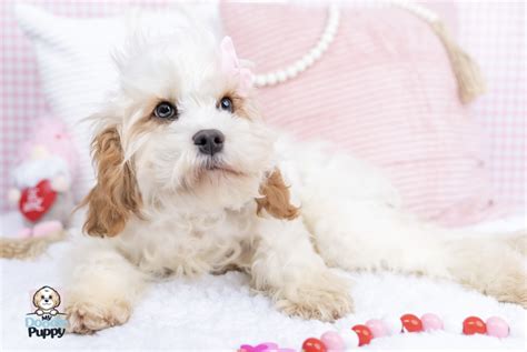 House Training your Cavapoo - A complete guide — My Doodle Puppy