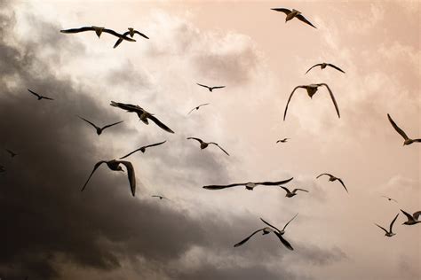 Flock of Birds Flying · Free Stock Photo