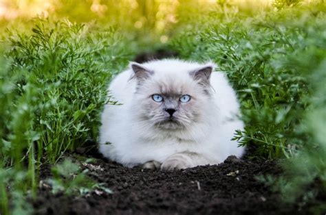 Top 12 Himalayan Cat Breeders: What To Look For