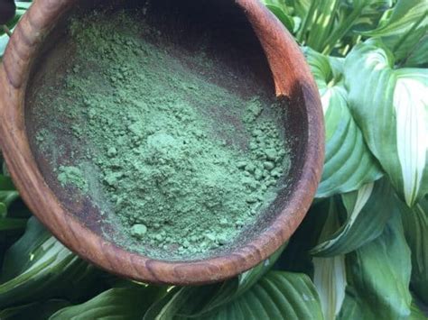 Barley Grass Powder: Discover The Benefits Of Certified Organic Barley Grass Powder!