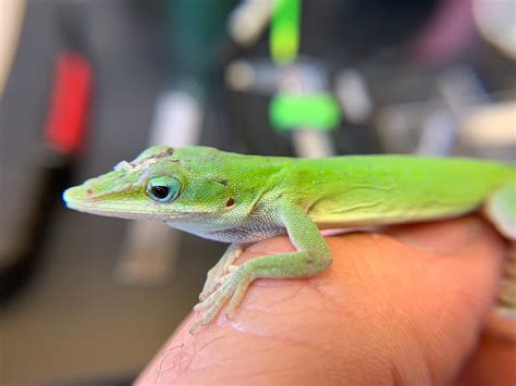 Gainesville’s native green anoles move higher in trees, face threats