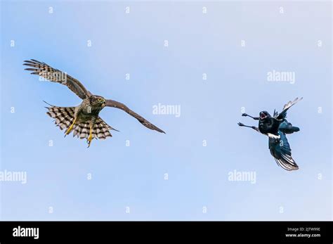 Sparrow hawk hunting and being chased Stock Photo - Alamy