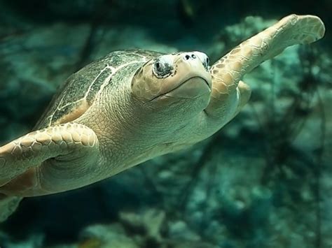 Olive Ridley Sea Turtle | Online Learning Center | Aquarium of the Pacific