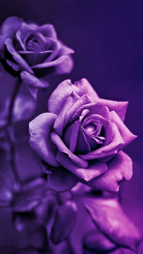 Purple Roses, HD phone wallpaper | Peakpx